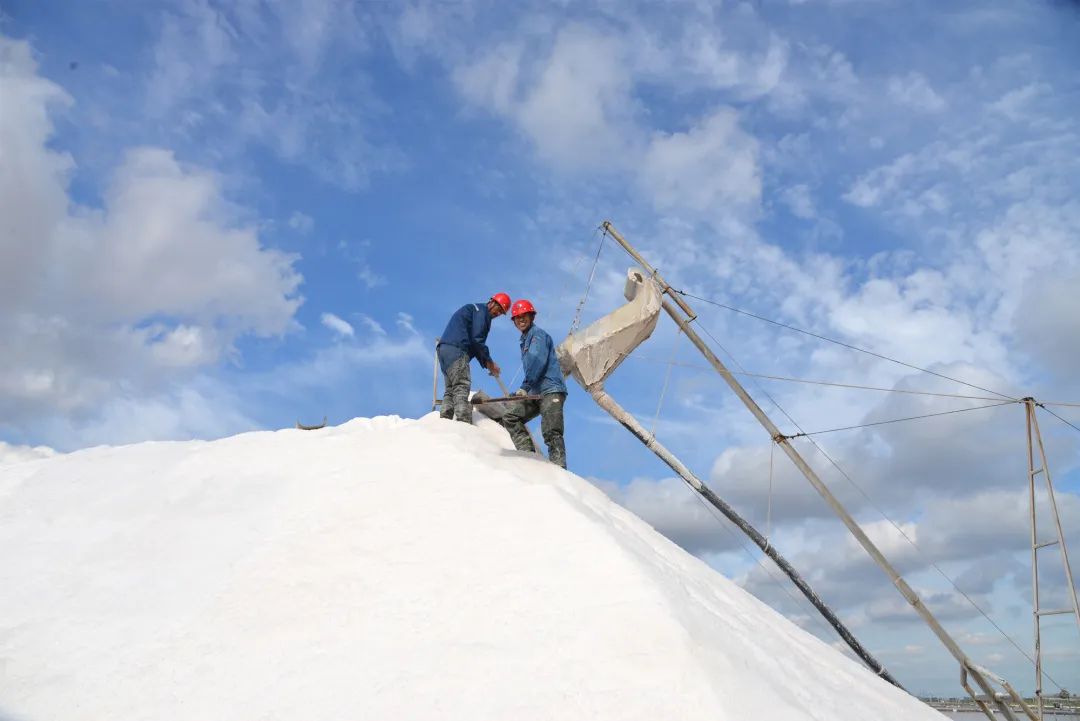 瑞泰盐业公司丨万亩银滩秋扒忙 颗粒归仓迎丰收 瑞泰盐业公司丨万亩银滩秋扒忙 颗粒归仓迎丰收